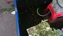 帆布鱼池养鱼其实挺好的，就是没有水泥自建