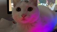 七色炫彩猫