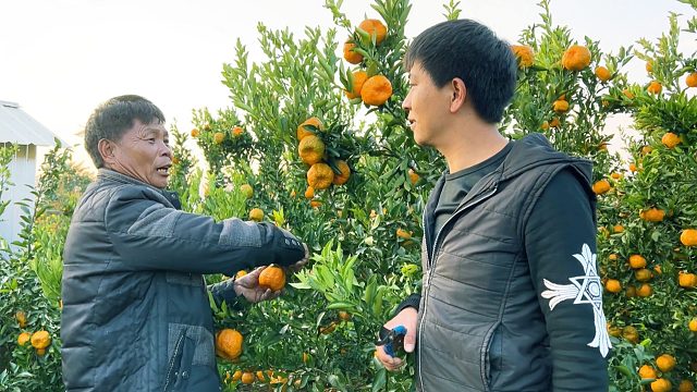 小伙网上卖橘子，果农说了一句话，让人兴奋不已