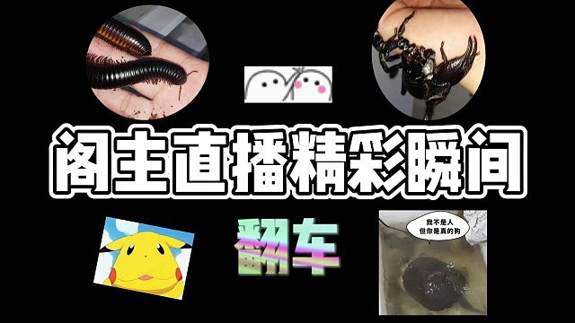 #直播爆笑瞬间# 爬宠阁阁主不当人系列