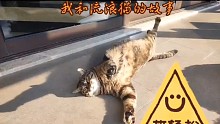 流浪貓長成老肥貓
