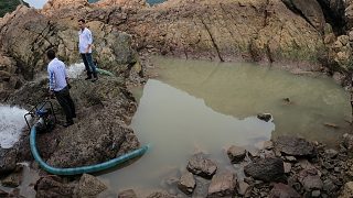 大退潮才露出水面的大坑，抽干后就像開啟盲盒一樣，底下魚群沸騰