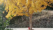 银杏树黄了落叶