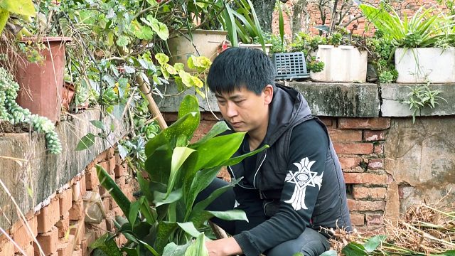 云南人用它包粽子，一片叶子1块钱，这才是真正的贵族