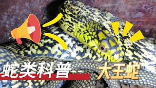 蛇类科普--大王蛇