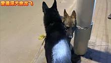 這條母犬換幾個地方還不拿不下，這次黑豹是真的要出絕招！