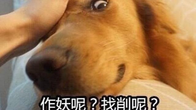 来克哈一起偷鸡