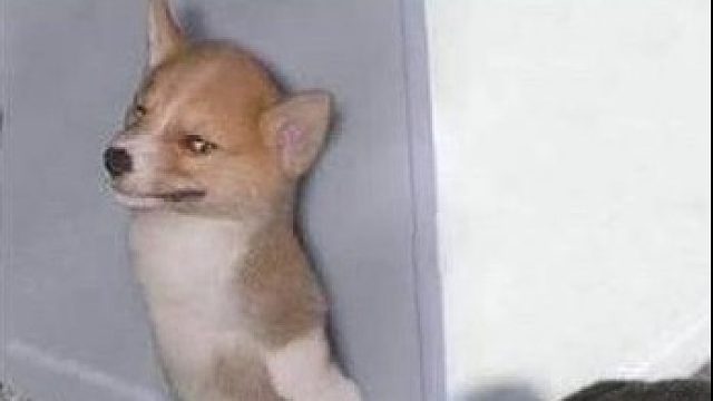 帝国时代4pvp  相互躲猫猫 韩国棒子队友欺负我不懂英文