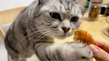 猫咪看主人吃虾馋的伸手就抢，趁人不在直接上桌偷：偷吃更香!