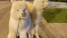 家人們 幫我看看這兩逆子是清蒸好還是紅燒好#動物圖鑒