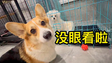 柯基：它把屎拉在了窩里，還打滾了？