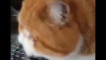 撸猫