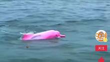 粉色海豚