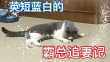 《英短藍(lán)白×美洲大蠊の愛情故事》嗑死我了?。。?/></span><div   id=