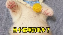 當(dāng)小貓咪水喝多了