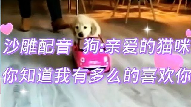 沙雕配音 狗：亲爱的猫咪，你知道我有多么的喜欢你