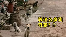 【老瘋楊】大家肯定會擔(dān)心老頭華娃還會販狗吃狗吧？
