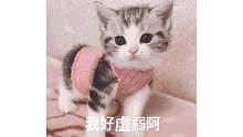 猫猫虚弱