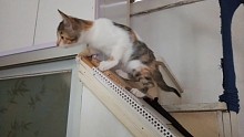 跳爬小能手