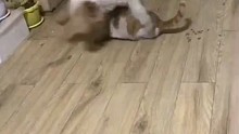 貓:救命呀！