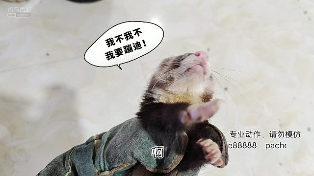 貂貂蹦迪！养貂日记【爬宠阁】