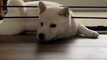 越獄王，我當(dāng)定了！