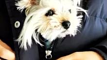 #包头阳光宠物医院#约克夏#萌宠头像迷你约克夏，主人亲的装在了狗狗肚子里…