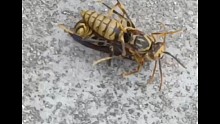 倆打架的，一個拉架的