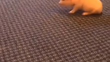 莎莎搖起來