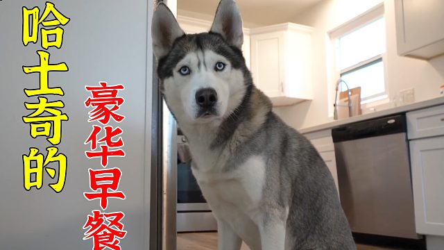 你知道哈士奇的早餐有多豪华吗？让我们一起来看看吧，纪录