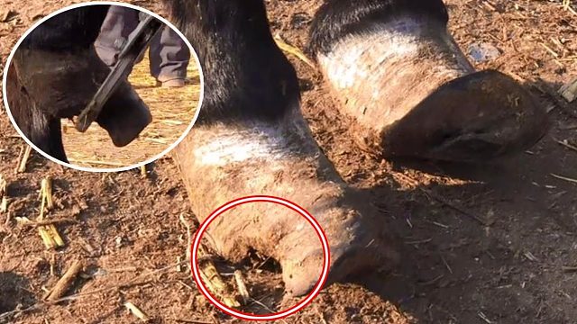 毛驴蹄子缺了一块，师傅切开里面掉灰渣，实心蹄切下真不容易！