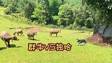 經(jīng)過不斷的訓(xùn)練，終于把二哈訓(xùn)練成了牧牛哈（西伯利亞牧牛哈）