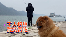 陪主人釣了6年魚的松獅！太可愛啦！