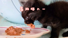 流浪小黑貓后續(xù)，有些虛弱。