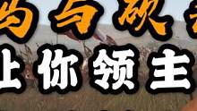 【騎馬與砍殺2】讓你領(lǐng)主永不叛變！