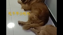 大金毛吃冬棗會吐核？