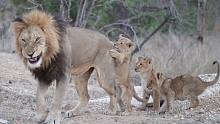 小狮子第一次见狮王父亲，熊孩子们上蹿下跳围着狮爸爸充满了好奇