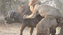 黑鬃雄狮捕猎水牛被牛角刺伤而死，一代狮王就此落幕