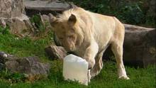 女饲养员给小白雄狮杜桑扔个塑料桶玩，小狮子感觉如获至宝