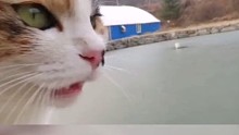 鱼:想抓我没那么容易！
猫:我***