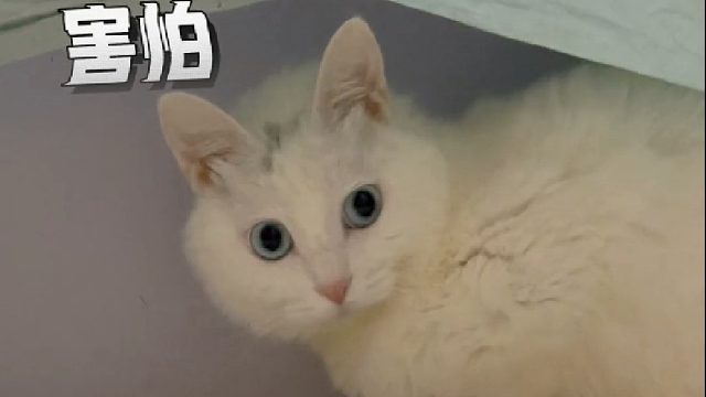 咪饭：是谁！是谁许的愿！