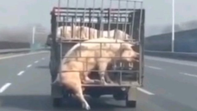 动物迷惑行为大赏