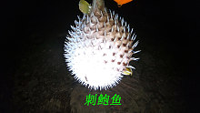 阿平赶海抓到一条可爱的刺鲍鱼，它生气后就会全身膨胀特别有意思