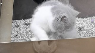 喵喵