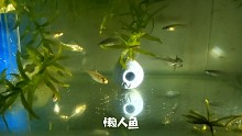 懶人魚