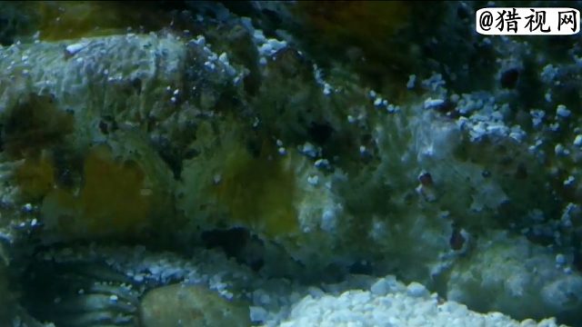 澳大利亚热带海洋中的伪装伏击战术专家石斑鱼