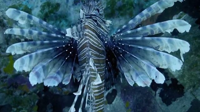 澳大利亚热带海洋中华丽外表下的美丽杀手狮子鱼