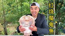 老板娘送的海鲜魔鬼鱼，红烧着吃，鲜香美味，好恰！