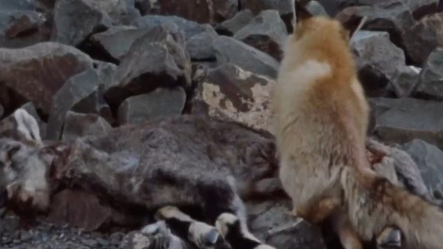 青藏高原上的动物-雪豹和藏狐狸