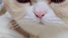 【喵兒】麥大頭